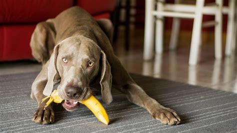 Kan hundar äta banan